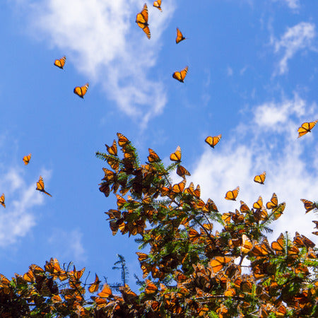 Fall: The Magic of Monarch Butterflies