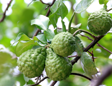 Bergamot