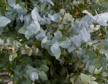 Eucalyptus