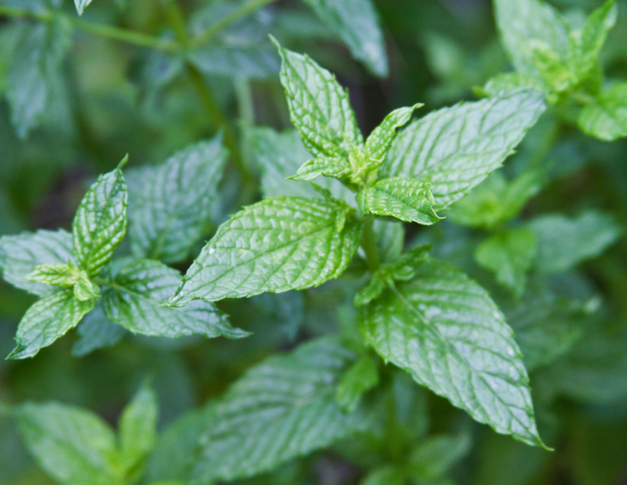 Spearmint Essential Oil