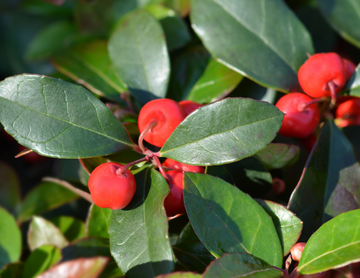 Wintergreen