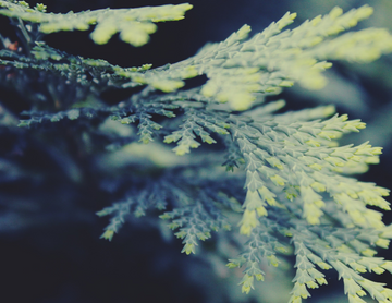 Cypress