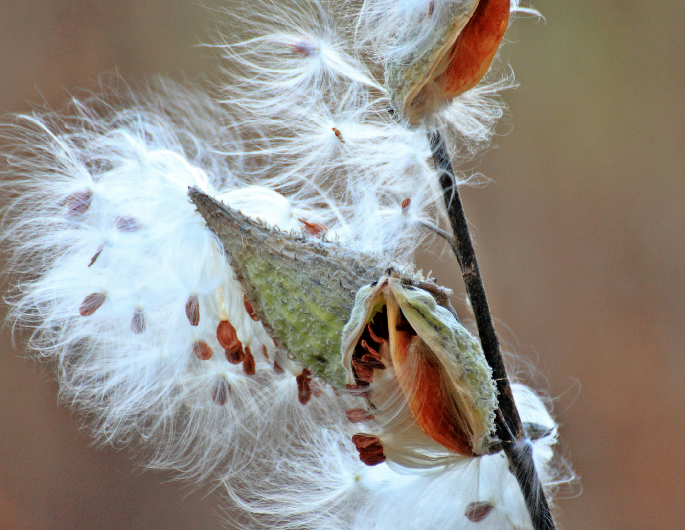 Milkweed growing in monarch habitat