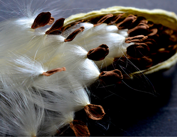 Milkweed Seed Oil