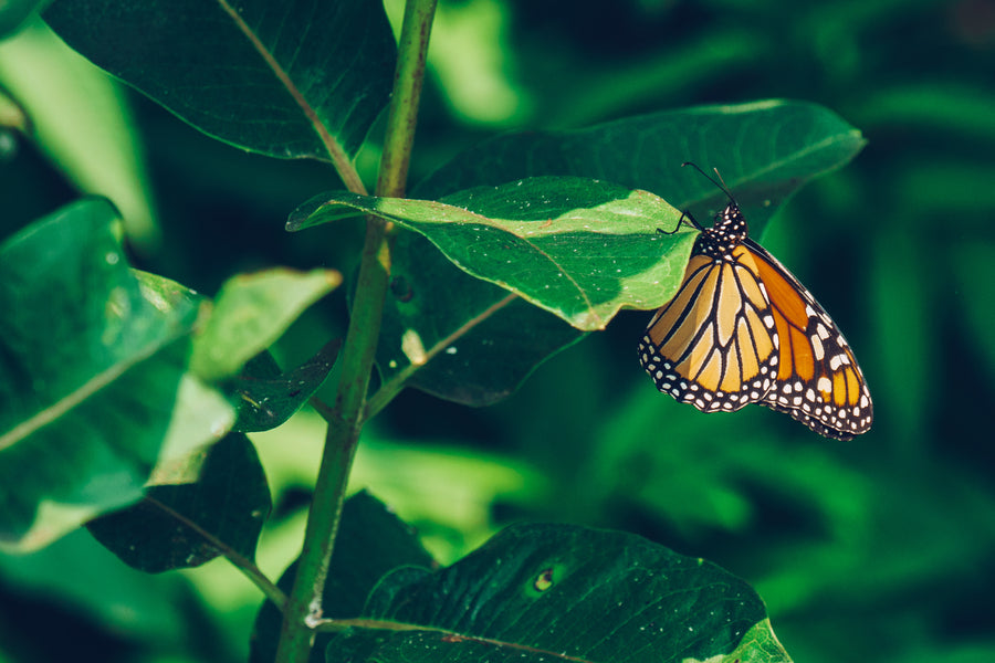 Monarch butterfly on milkweed